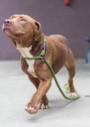 Shelter Stray Female Dog last seen , , GA, 3280 Chamblee Dunwoody Rd, Chamblee, GA 30341, USA