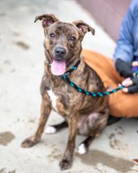 Shelter Stray Female Dog last seen Near OAK TERRACE, 30316, GA, 3280 Chamblee Dunwoody Rd, Chamblee, GA 30341, USA