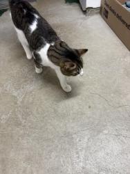 Reunited Male Cat last seen Custer Ave and Dillon Ave, Cincinnati, OH 45208