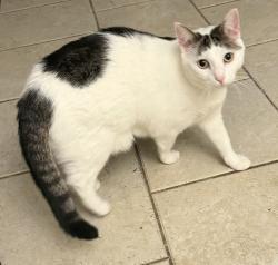 Lost Female Cat last seen Walker Ave and Robinson Ave, Streamwood, IL 60107