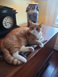 Lost Male Cat last seen Herman Park, Goldsboro, NC 27530