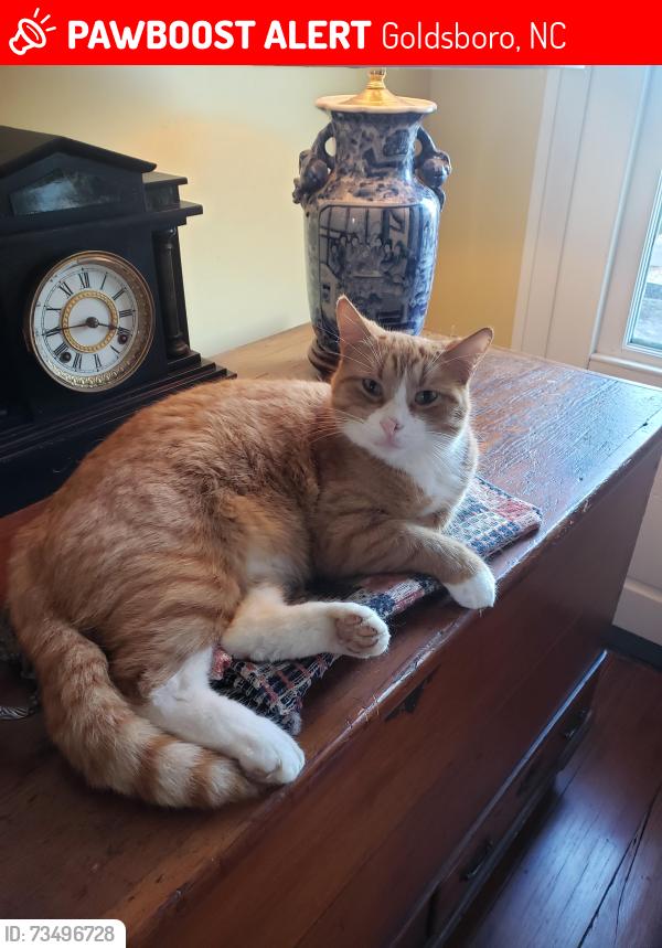 Lost Male Cat last seen Herman Park, Goldsboro, NC 27530