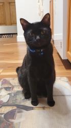 Reunited Male Cat last seen Near Stepping Stones Way Unit B, Colorado Springs, CO 80904
