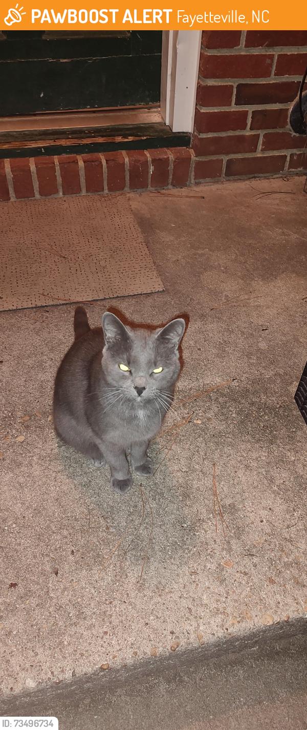 Found/Stray Unknown Cat last seen Woodland and Oakridge st, Fayetteville, NC 28305