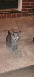 Found/Stray Unknown Cat last seen Woodland and Oakridge st, Fayetteville, NC 28305