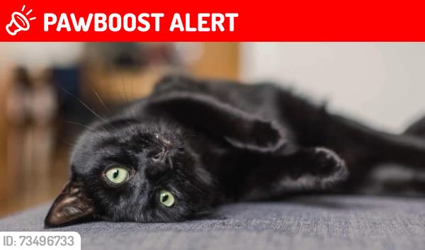 Lost Male Cat last seen Howell Branch and Fernbrook Way, Seminole County, FL 32792