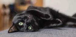 Lost Male Cat last seen Howell Branch and Fernbrook Way, Seminole County, FL 32792