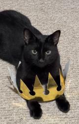 Lost Male Cat last seen between Tompkinsville and wardhill, Staten Island, NY 10304