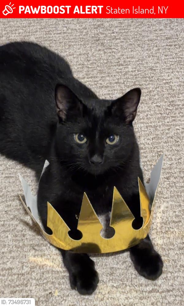 Lost Male Cat last seen between Tompkinsville and wardhill, Staten Island, NY 10304
