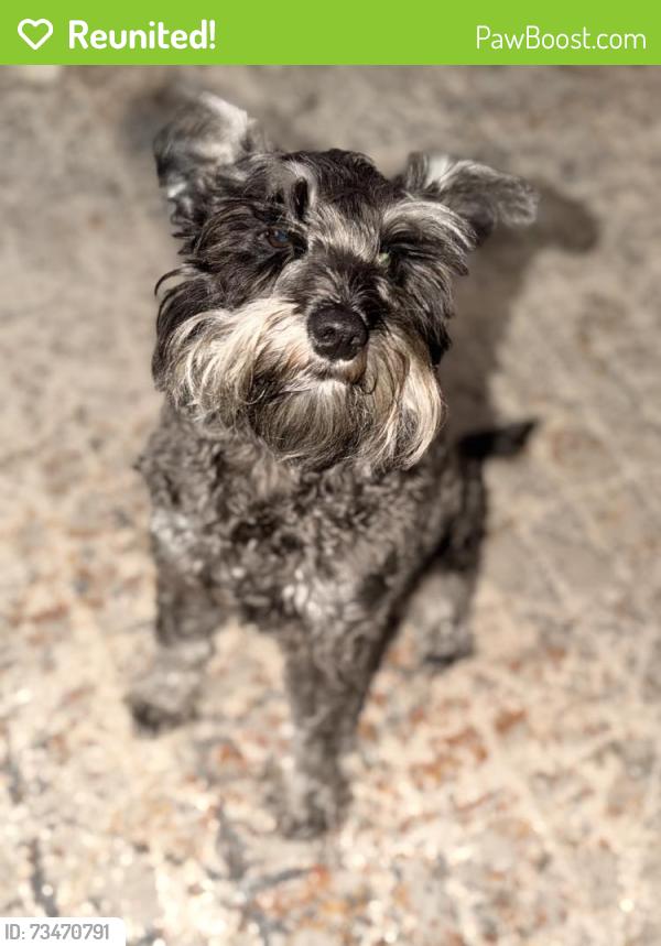 Reunited Female Dog last seen Greenwood Rd, South Carolina 29730, USA, York County, SC 29730