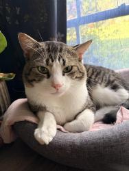 Reunited Male Cat last seen River Crossing Circle, Austin, TX 78741