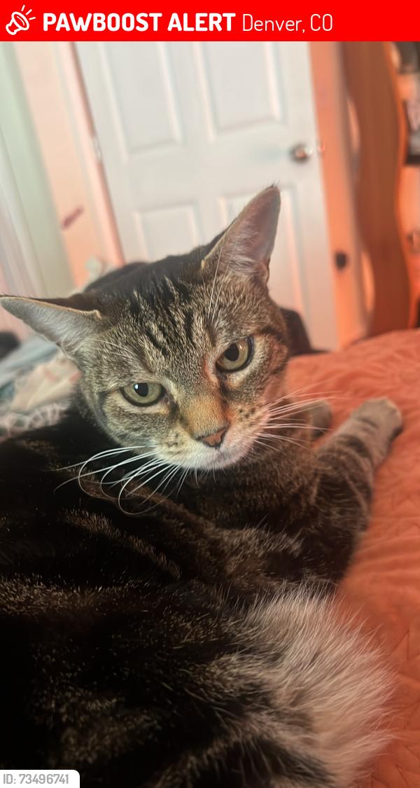 Lost Female Cat last seen Jewell and a Bryant, Denver, CO 80219