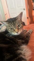 Lost Female Cat last seen Jewell and a Bryant, Denver, CO 80219