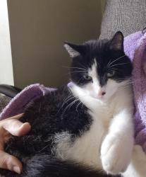 Lost Male Cat last seen Daniel Fold, Greater Manchester, England OL12 7JU