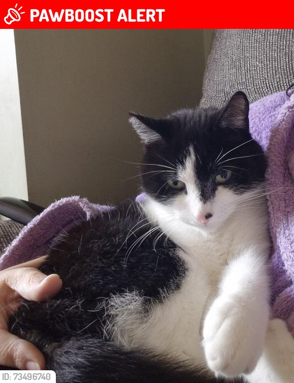 Lost Male Cat last seen Daniel Fold, Greater Manchester, England OL12 7JU