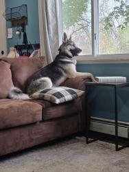 Reunited Male Dog last seen Near 24, Lapeer, MI 48446