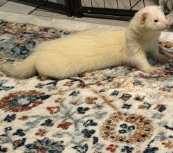 Reunited Male Ferret last seen Liberty and Atlantic, Brooklyn, NY 11208