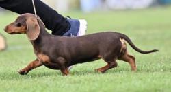 Reunited Female Dog last seen Tarragindi, Tarragindi, QLD 4121