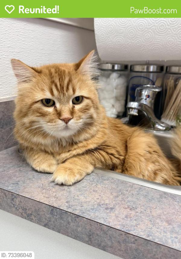 Reunited Male Cat last seen Cambrian apmts off of Iliff Avenue. Idalia Street is the other cross street., Aurora, CO 80013