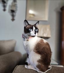 Lost Female Cat last seen Cody Poe/ Danneb ct, Killeen, TX 76549