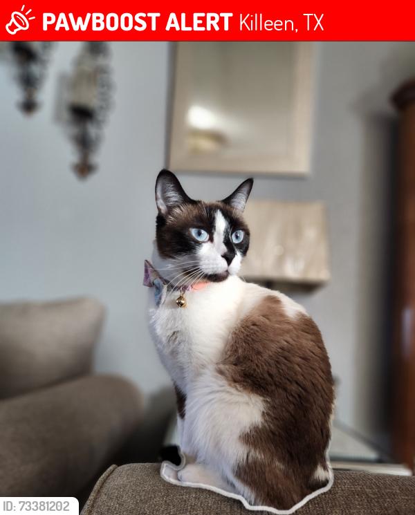 Lost Female Cat last seen Cody Poe/ Danneb ct, Killeen, TX 76549