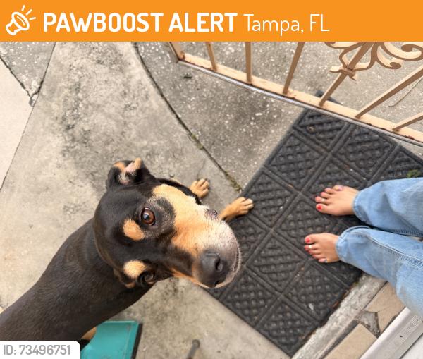 Found/Stray Female Dog last seen 34th and Hannah, Tampa, FL 33610