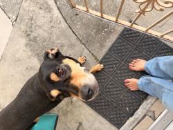 Found/Stray Female Dog last seen 34th and Hannah, Tampa, FL 33610