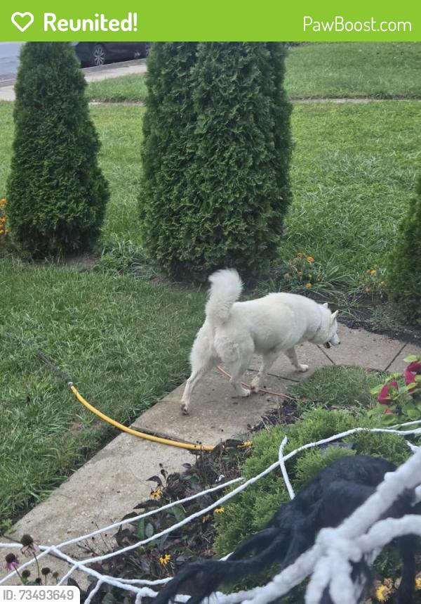 Reunited Female Dog last seen Liley Ave and E. Whittier, Columbus, OH 43206