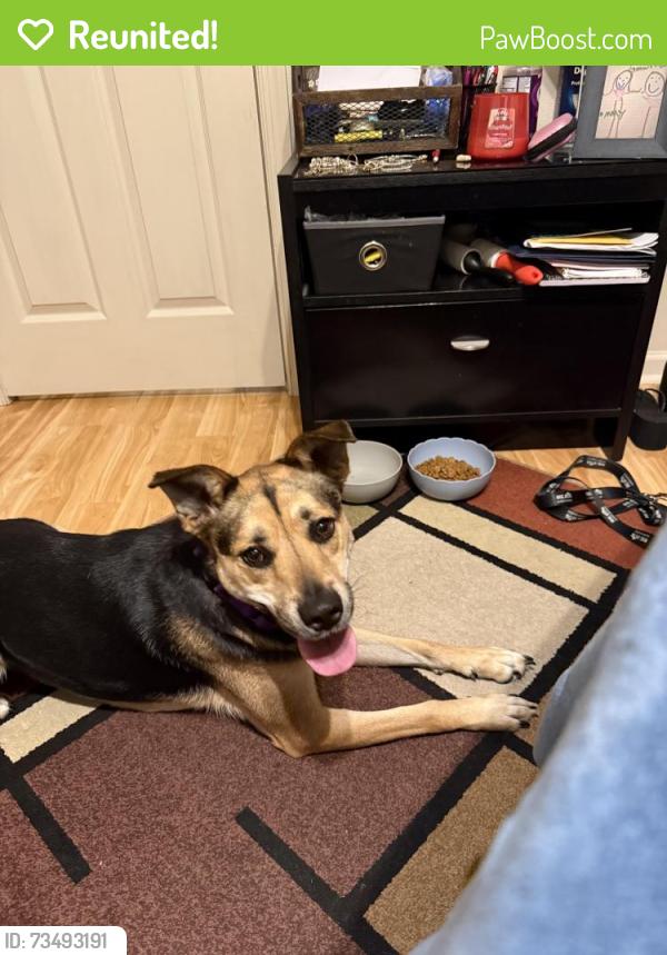 Reunited Female Dog last seen NE 14TH AVE, Boynton Beach, FL 33435