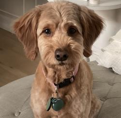 Reunited Female Dog last seen Near W 1800 N Pleasant Grove, Pleasant Grove, UT 84062