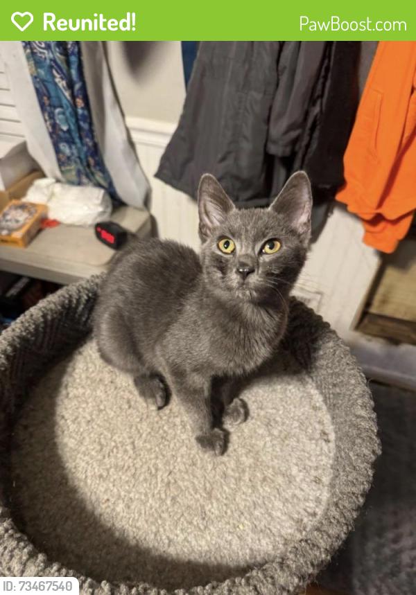 Reunited Male Cat last seen Near Branchview Dr NE, Concord, NC 28025, USA, Concord, NC 28025