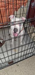 Reunited Female Dog last seen Near Crooked Creek, Mesquite, TX 75181, USA, Mesquite, TX 75181