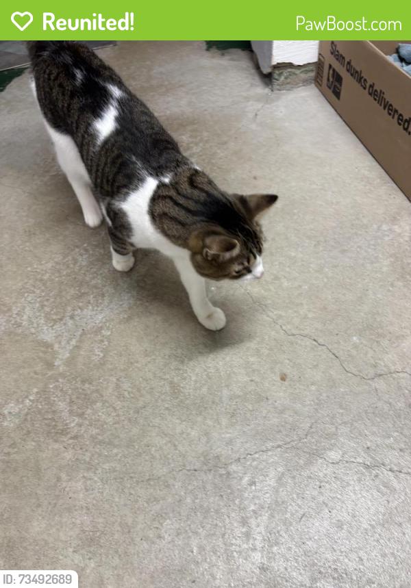 Reunited Male Cat last seen Custer Ave and Dillon Ave, Cincinnati, OH 45208