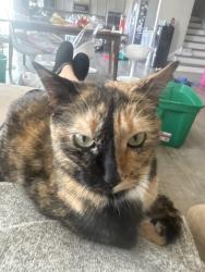 Reunited Female Cat last seen Country walk neighborhood, Winter Haven, FL 33881