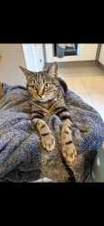 Lost Female Cat last seen BD13 3fh, Thornton, England BD13 3NW