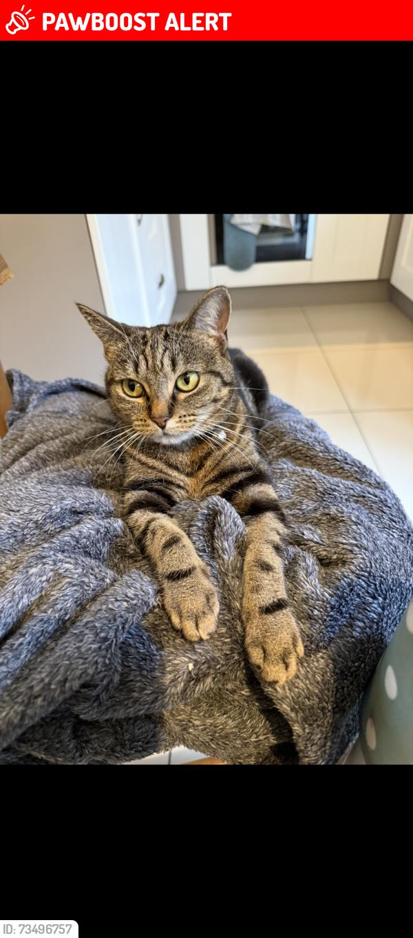 Lost Female Cat last seen BD13 3fh, Thornton, England BD13 3NW