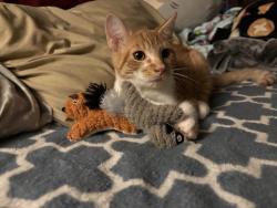 Reunited Male Cat last seen Near keye dr, Spring Hill, FL 34606