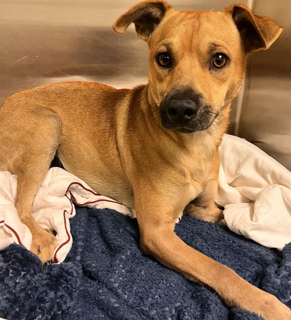 Shelter Stray Male Dog last seen RALF HOMESTEAD SPEEDWAY, 3599 NW 79th Ave, Doral, FL 33122, USA