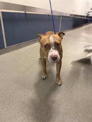Shelter Stray Male Dog last seen Near BLOCK NW 22ND AVE, 3599 NW 79th Ave, Doral, FL 33122, USA
