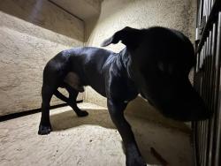 Shelter Stray Male Dog last seen Near BLOCK SE 29TH ST, OKLAHOMA CITY OK 73129, 2811 SE 29th St, Oklahoma City, OK 73129, USA