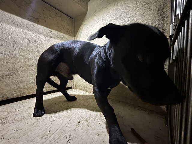 Shelter Stray Male Dog last seen Near BLOCK SE 29TH ST, OKLAHOMA CITY OK 73129, 2811 SE 29th St, Oklahoma City, OK 73129, USA