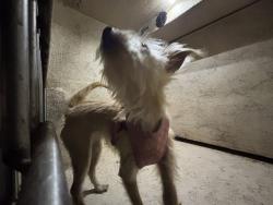 Shelter Stray Female Dog last seen Near BLOCK SE 29TH ST, OKLAHOMA CITY OK 73129, 2811 SE 29th St, Oklahoma City, OK 73129, USA