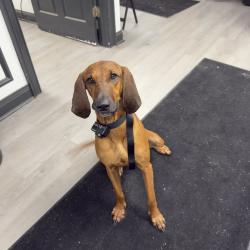 Reunited Female Dog last seen Near Carter’s Grocery, Fort Pierce, FL 34945