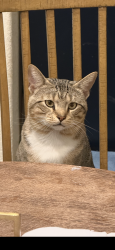 Reunited Male Cat last seen Close to Mustang Cove at Weatherford Lake, Weatherford, TX 76087