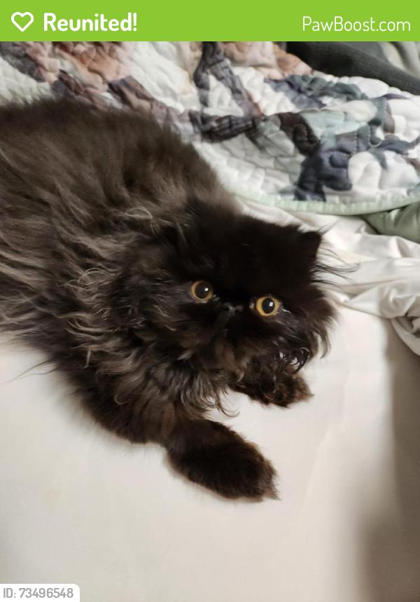 Reunited Male Cat last seen Tamar, Valley Cottage, NY 10989