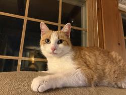 Lost Male Cat last seen Boston Little Library, Boston, NY 14025