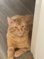 Reunited Male Cat last seen Dale Blvd, Kirkdale Dr, Dale City, VA 22193