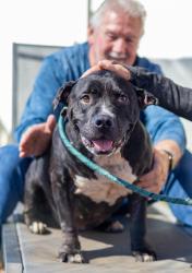 Shelter Stray Female Dog last seen Near Tributary Way, Decatur, GA, 30034, 30034, GA, 3280 Chamblee Dunwoody Rd, Chamblee, GA 30341, USA
