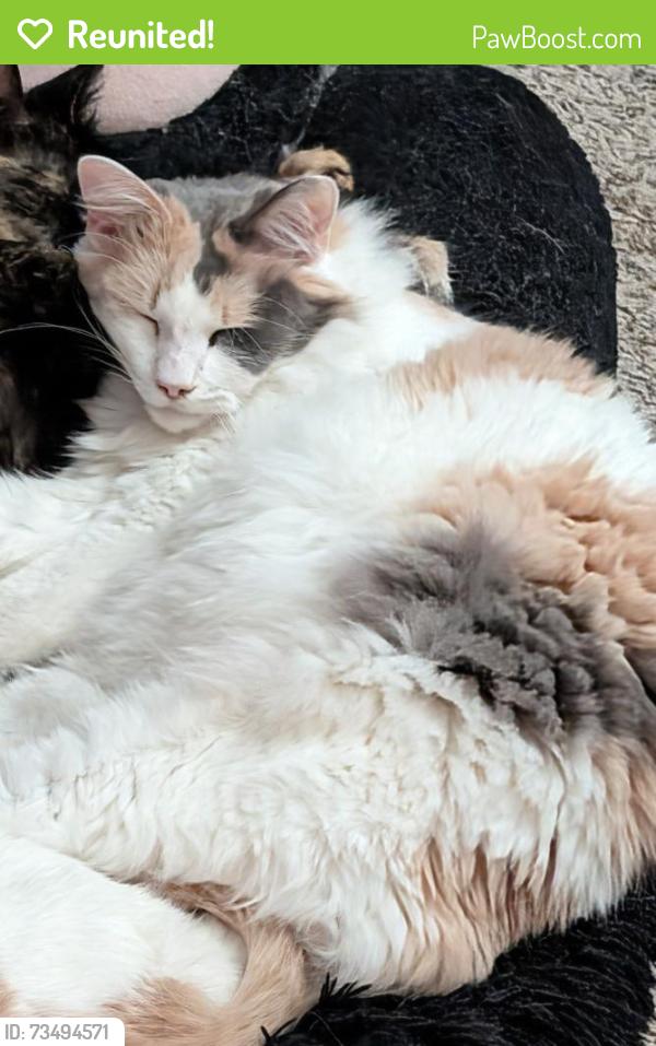 Reunited Female Cat last seen Wren and Canary, League City, TX 77573