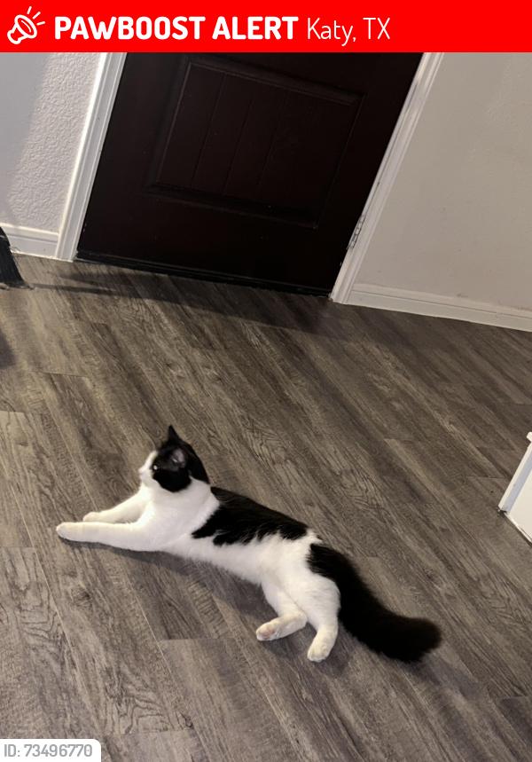 Lost Male Cat last seen Fry, Katy, TX 77449